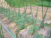 朝のすがすがしい空気の体感